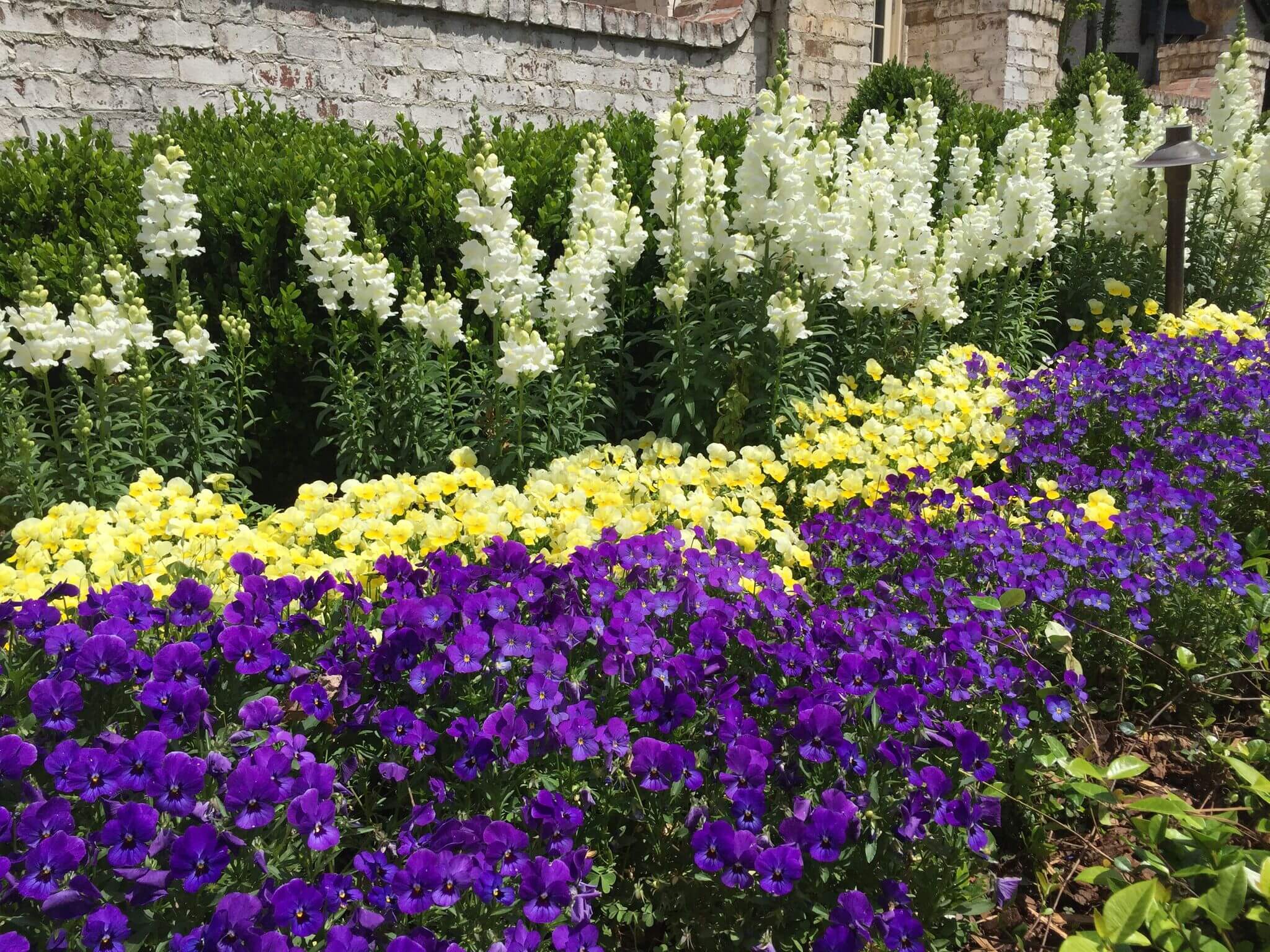 A garden with purple and yellow flowers in the foreground.